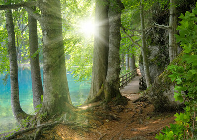 Die Sonne scheint am Ufer eines leuchtend türkisenen Sees in den Laubwald